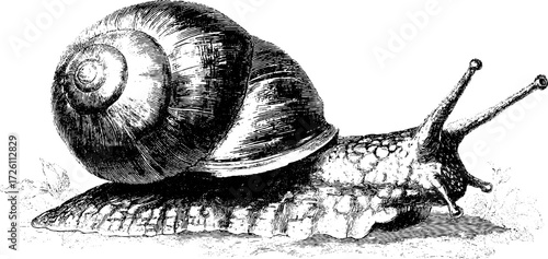 Vintage illustration of pond snail sketch for nature design and posters
