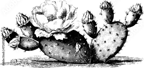 Prickly pear cactus engraving illustration with vintage silhouette for botanical design