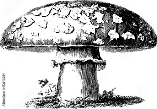 Vintage engraving of a mushroom in retro style for design and decoration