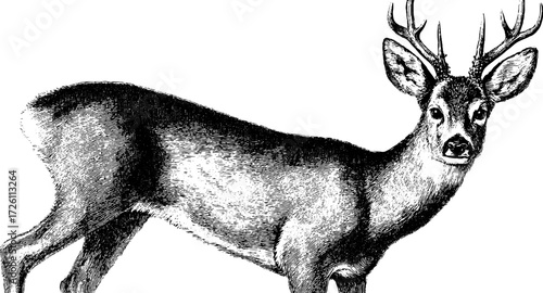 Vintage silhouette engraving of a roe deer with antlers, hand drawn wildlife design in classic rustic style.
