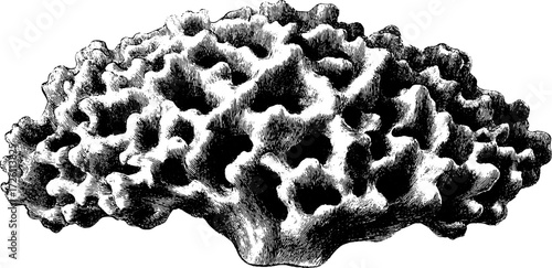 Vintage sea sponge sketch in retro engraving style for design