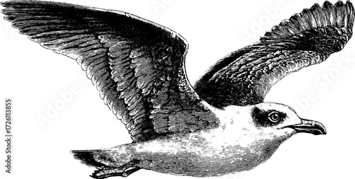 Vintage seagull sketch in retro hand-drawn engraving style for design and decor