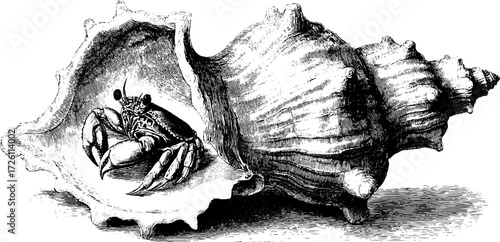 Nautical themed vintage illustration of a seashell with a small crab inside for coastal decor
