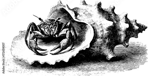 Vintage seashell and crab hand drawn engraving for retro marine design