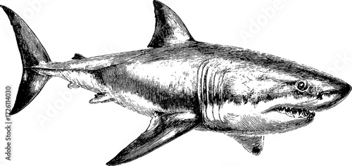 Vintage shark illustration in retro hand-drawn style for design and decor