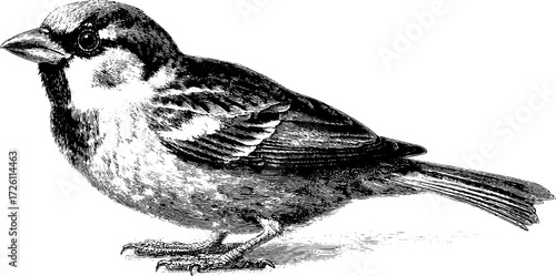 Vintage sparrow illustration in retro hand-drawn style for nature designs