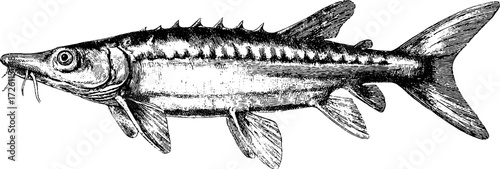 Vintage sturgeon fish sketch - retro aquatic design for print