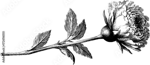 Vintage botanical sketch of wilted flower for retro design and herbarium study