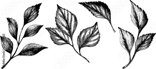 Vintage botanical illustration set of branches and leaves for design and decor
