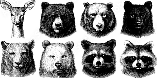Vintage hand drawn wildlife portraits of deer, bear, raccoon, and wild boar illustrations