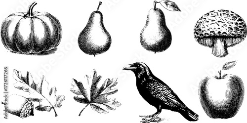Vintage harvest sketch set: pumpkin, corn, pear, apple, mushroom, leaves, and crow illustration for autumn designs