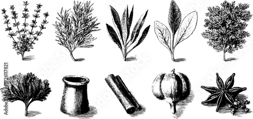 Vintage herb and spice collection: thyme, rosemary, mint, sage, and more for culinary design