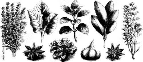 Aromatic herbs and spices collection: thyme, rosemary, mint, sage, anise for culinary and design art