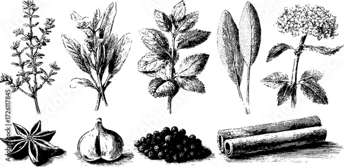 Vintage herb and spice collection: thyme, rosemary, mint, sage, laurel, and more for culinary design