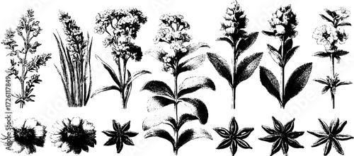 Herbal collection of thyme, rosemary, mint, sage, and laurel hand drawn design for botanical uses