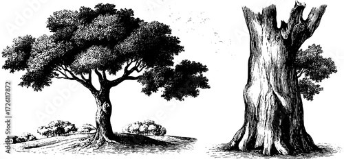 Vintage hand-drawn tree and bark texture illustration for nature-themed designs