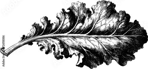 Vintage kale leaf in engraved style for retro botanical design