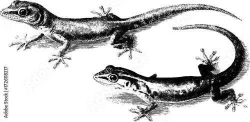 Vintage engraving style of lizards and geckos clinging
