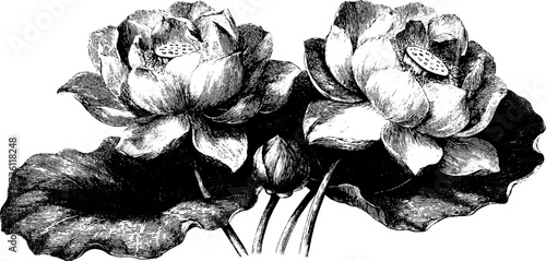 Vintage etching of lotus blossoms sketch for retro design and decoration