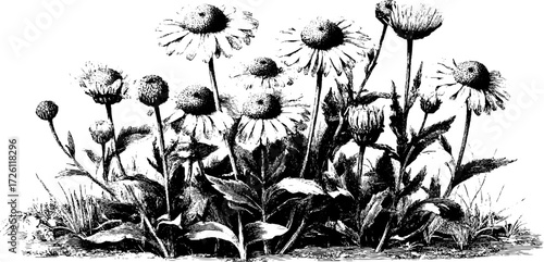 Engraved depiction of meadow wildflowers in vintage style for nature design