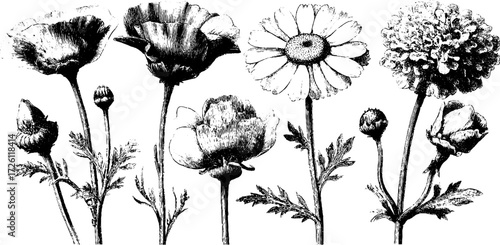 Vintage meadow wildflowers engraving featuring chamomile and more for botanical design