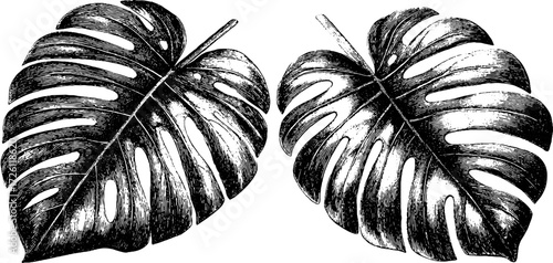 Vintage monstera leaves engraving silhouette, retro botanical sketch for design