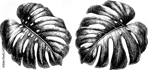 Vintage engraving style monstera leaves illustration for botanical design