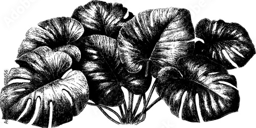 Vintage monstera leaves hand drawn etched design for botanical illustration