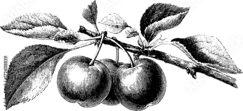 Orchard harvest: vintage engraving of plum cluster for design projects