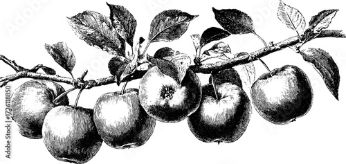 Vintage orchard apples on branch hand drawn engraving illustration for design