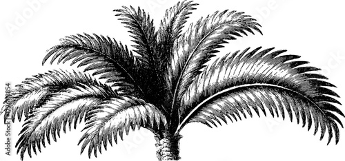 Vintage coconut palm leaves in engraving style for nature design and tropical decoration