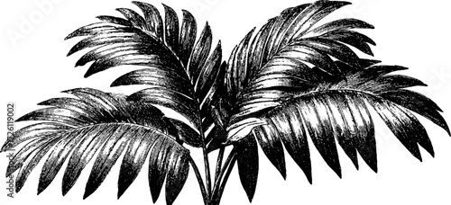 Vintage etched date palm frond silhouette for retro design