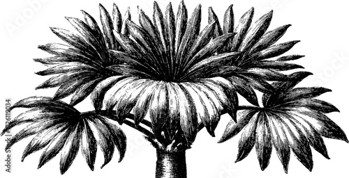 Vintage etched palm leaf crown sketch for botanical designs