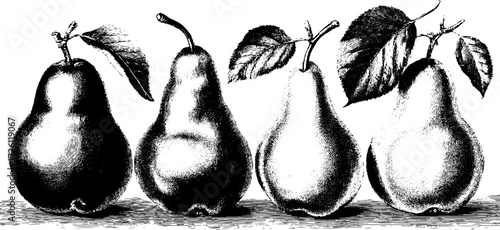 Pear varieties illustration featuring anjou pear hand drawn etching for vintage design