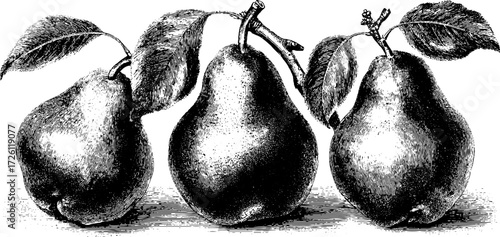 Vintage engraved illustration of anjou pear variety for retro design