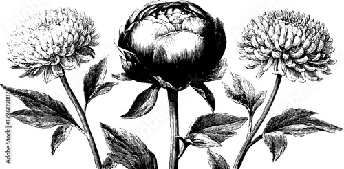 Vintage engraving of peonies and chrysanthemums hand drawn floral art for design