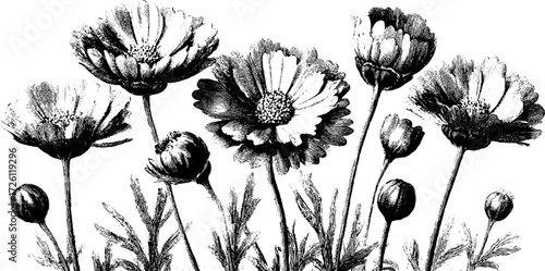 Vintage engraving of poppies and daisies - hand-drawn floral art for retro design