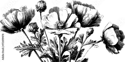 Vintage engraving style bouquet of poppies and daisies for retro floral design