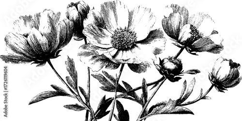 Vintage wildflowers art: hand drawn poppies and daisies etching for retro design