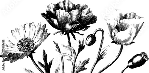Vintage engraving of poppies and daisies - floral etching for retro design
