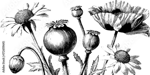 Vintage etching of poppies and daisies for botanical design and decoration