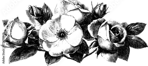 Elegant vintage rose bouquet in engraving style for design and decoration