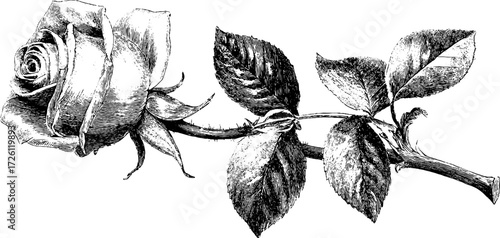 Vintage engraving of single rose blossom in detailed sketch