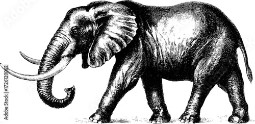 Vintage engraving of elephant in savanna setting for retro design and decor
