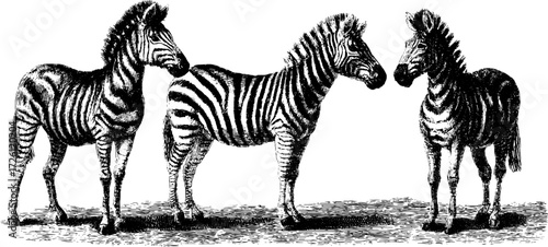 Engraving style illustration of savanna zebras with stripes for retro design