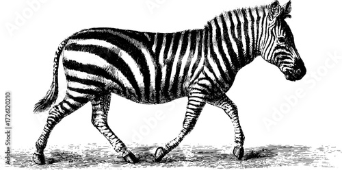 Zebra illustration in engraving style from savanna theme