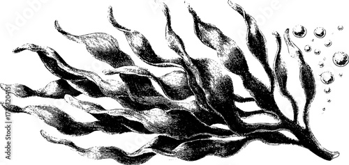 Vintage engraving of seaweed and kelp with bladderwrack for coastal design