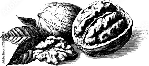 Vintage walnut and nut engraving with cracked shell for design or poster