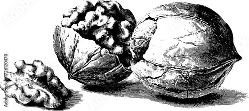 Engraved walnut and cracked nut sketch - vintage seed illustration for retro design