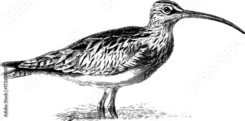 Vintage curlew etching with long beak silhouette for nature design